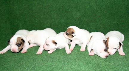 Elevage Des Elucines, Pension pour Chiens à Agnos