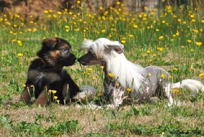Elevage De La Mailleraye - Little Champs - Pension Canine, Eleveur de Chiens à Arelaune-en-Seine