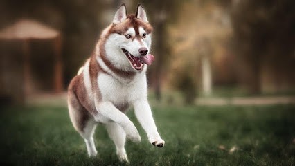 ELEVAGE AMAROK'S, Eleveur de Chiens à Quimper