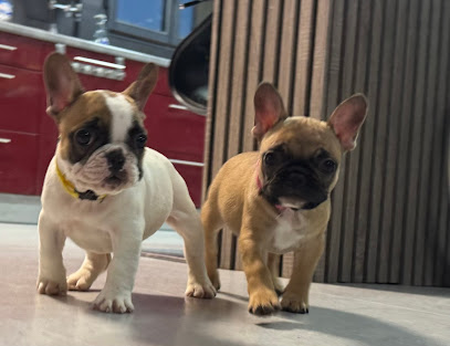 "Les Boubous Normands " Domaine Des Boubous Des Terres Normandes " Élevage Bouledogue Français, Éleveur De Chiens à Foulbec