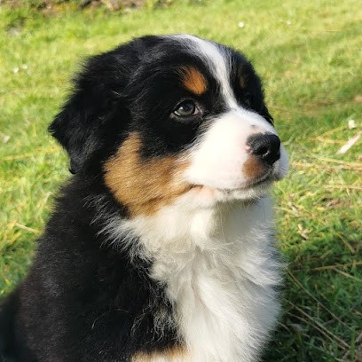 Elevage du Domaine Des Perles D'orphée, Eleveur de Chiens à Gournay-en-Bray