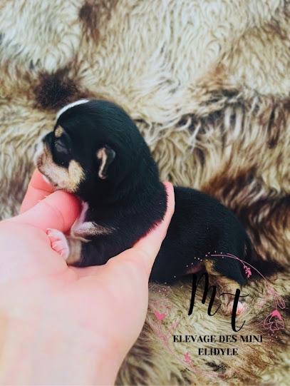 Elevage Des Mini Elidyle - Chihuahua Poils Long Et Poils Court Éleveur De Chiens à Rezé