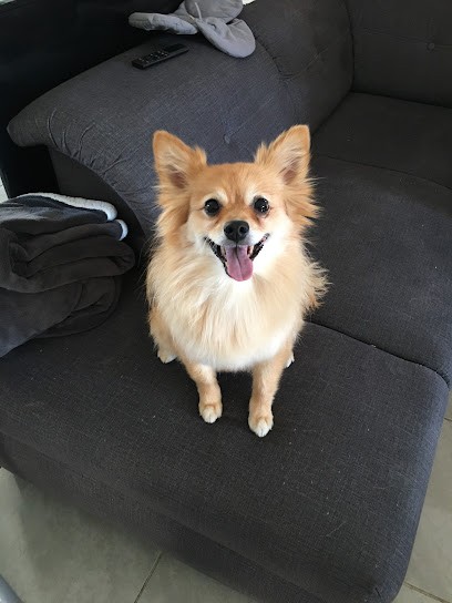 LE MAÎTRE EN LAISSE ÉDUCATION CANINE 83, Dresseur de Chiens à Régusse