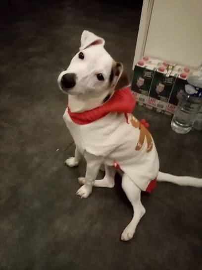 Éleveur de jack russel rainville, Eleveur de Chiens à Rainville