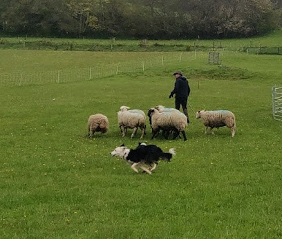 DEL PASTRE DEL CESALEIR, Eleveur de Chiens à Anzat-le-Luguet
