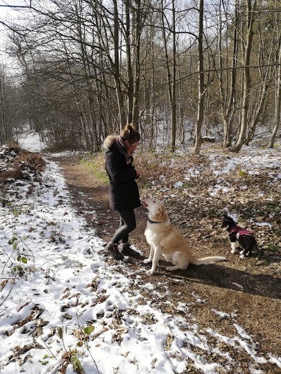Bonny and Co Éducateur Canin (Versailles), Dresseur de Chiens au Chesnay