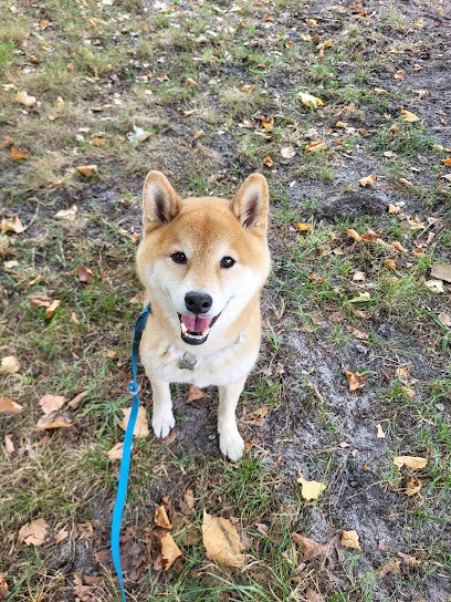 Les Compagnons de Callen (pension canine et féline, éducation), Pension pour Chiens à Callen