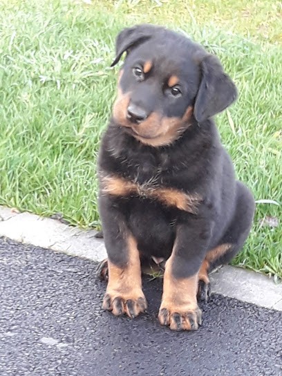 Brossais Stephanie, Pension pour Chiens à Bourg-des-Comptes