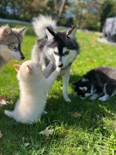 Au Paradis Du Pomsky Éleveur De Chiens à Boisemont