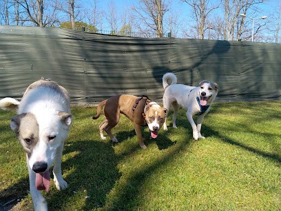 LM - Éducation Canine, Dresseur de Chiens à Wintershouse