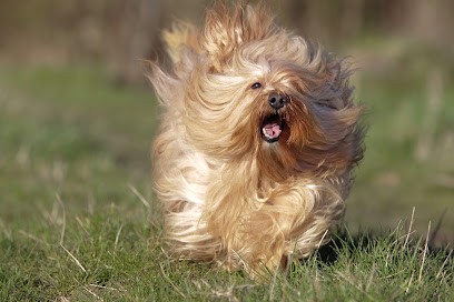 Elevage Bichons Havanais, Eleveur de Chiens à Boinvilliers