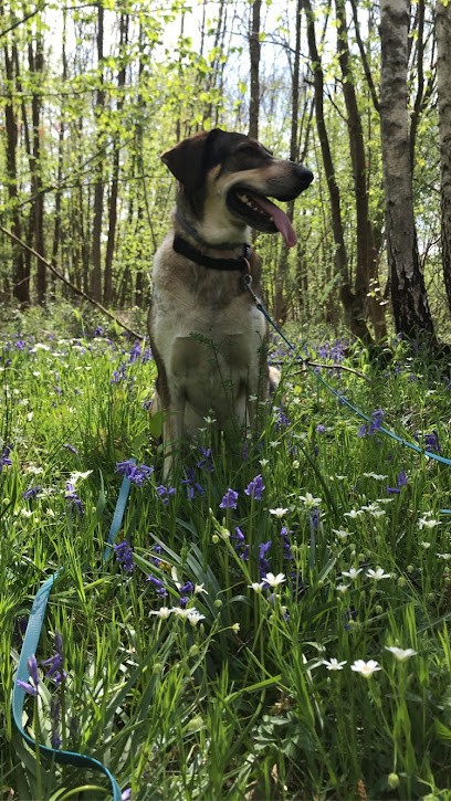 100 Éducations, Dresseur de Chiens à Vieux-Moulin