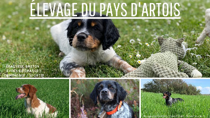 Élevage Du Pays D'artois - Épagneul Breton, Éleveur De Chiens à Agny