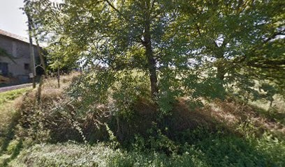 golden retriever Du Pays Sauvage, Eleveur de Chiens à Domaize