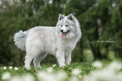 Elevage De Pomsky Et Spitz Nain / Le Domaine De Négan, Éleveur De Chiens à Plumieux