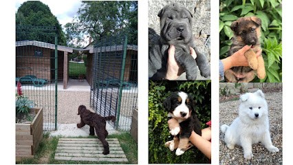 Domaine d'ilou - Elevage canin : Samoyede-Bouvier Bernois-Berger allemand- Shar pei-Sharpei, Eleveur de Chiens au Lion-d'Angers