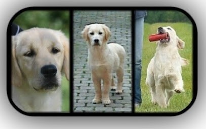 FEELDJY, Eleveur de Chiens à Saint-Léger-sur-Dheune