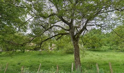 ASTEC PENSION CANINE, Pension pour Chiens à Rougnac