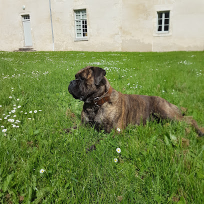 Cani Connection, Dresseur De Chiens à Rives-d'Autise