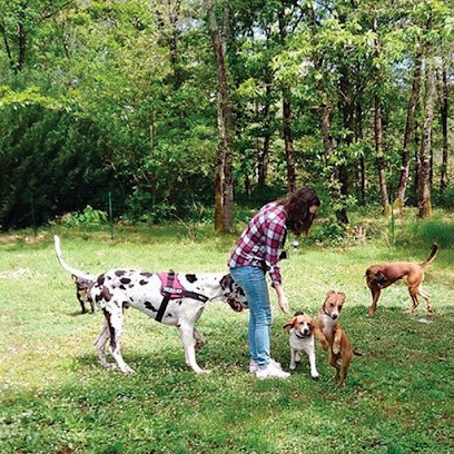 Gaya Animalia, Pension pour Chiens à Noaillan