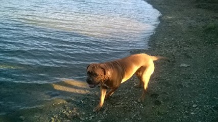 Élevage Des Ancetres De Stramousse - Achat Vente De Chiots Dogue De Bordeaux 06 Alpes Maritimes, Eleveur de Chiens à Cabris