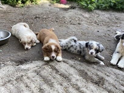 Élevage du clos felagund, Eleveur de Chiens à Lamenay-sur-Loire