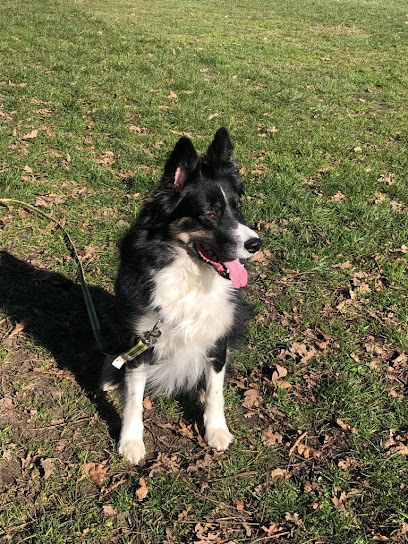 Toutou Harmonie Dresseur De Chiens à Pessac