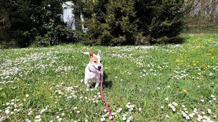 DOG EVER éducation Canine, Dresseur de Chiens à Saint-Pierre-de-Chérennes