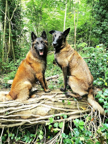 Elo'Dogs, Dresseur de Chiens à Préhy