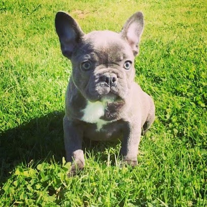 Elevage Des Tours Vauquelin, Eleveur de Chiens à Bazoches-au-Houlme