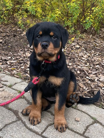 Elevage De Rottweiler, Breeder Of The Big Dog, Eleveur de Chiens à Jons