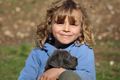 Élevage De Cane Corso LOF « De la cohorte romaine », Eleveur de Chiens à Régusse