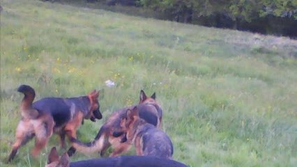 Guiberteau Jean-Pierre, Eleveur de Chiens à Saint-Hilaire-de-Villefranche