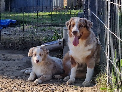 Pension Canine Du Chemin D'Ava, Eleveur de Chiens au Vignau
