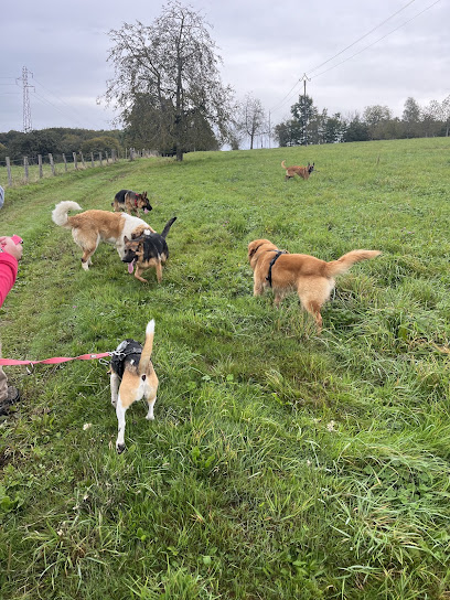 Woof Académie - Éducateur Comportementaliste Canin Dresseur De Chiens à Fougerolles-Saint-Valbert