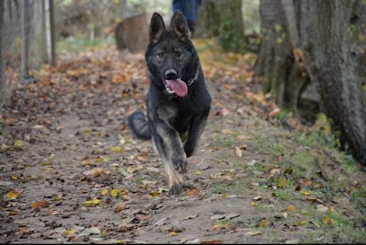 La Villa Labrigia, Eleveur de Chiens à Neuvy