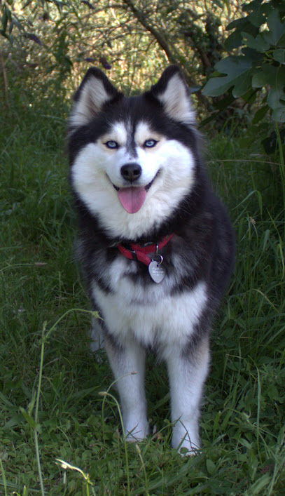 Élevage Ebony Blackstar Pomsky & Berger Miniature Américain - Loiret - Centre-Val De Loire, Éleveur De Chiens à Beaune-la-Rolande