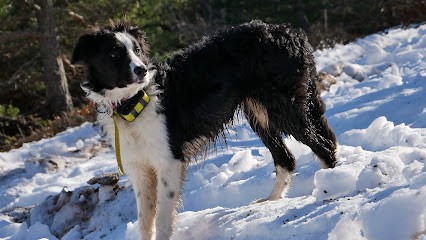 Juste Des Chiens Education Canine, Dresseur de Chiens à Saint-Julien-en-Beauchêne