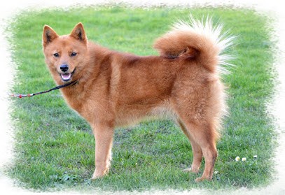 ARTIC COBAKA, Eleveur de Chiens à Allerey-sur-Saône