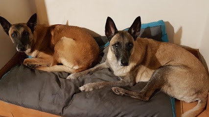 Élevage du Royaume de Fadolia, Eleveur de Chiens à Landigou