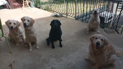 Coach Canin-Hélène Nivan, Pension canine comme à la maison, Pension pour Chiens à Sigoyer