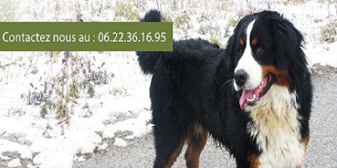 The Hills Hotel green Dog Cat, Pension pour Chiens à Chilly