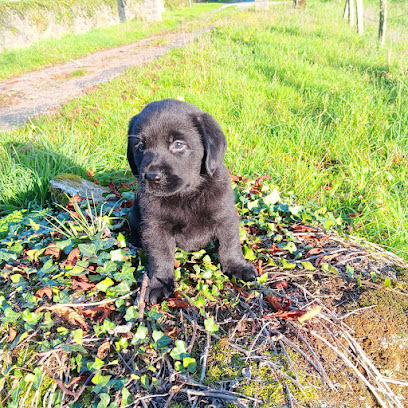 Elevage Du Prieur De La Roche, Éleveur De Chiens à Roches