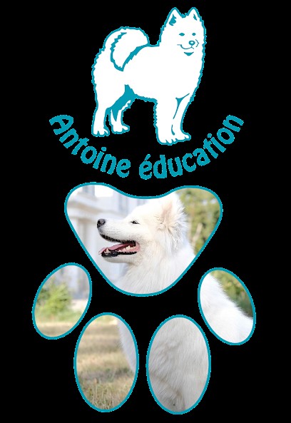 Antoine Education, Dresseur de Chiens aux Damps