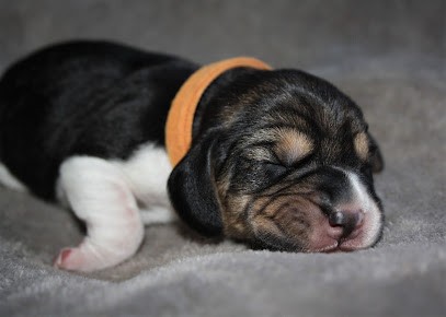 Elevage freedom Warrior, Eleveur de Chiens à Tronchy