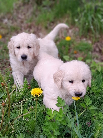 Elevage De Golden Retriever  La Bienveillante Mascotte  En Creuse, Eleveur de Chiens à Janaillat