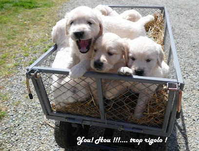 Elevage des Korrigans en Or, Eleveur de Chiens à Ploëzal