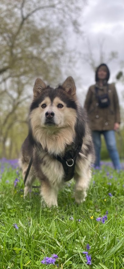 Le Chien Nous Parle, Dresseur de Chiens au Perray-en-Yvelines
