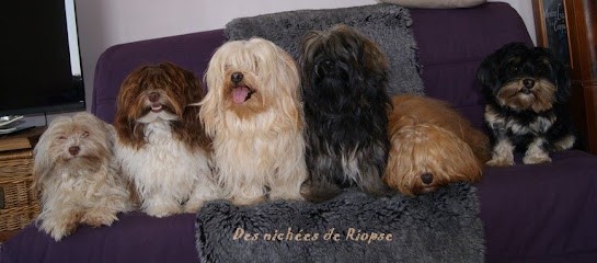 Elevage De Bichons Havanais Des Nichées De Riopse, Eleveur de Chiens à Bagard