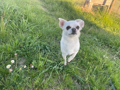 Educadonis, Pension pour Chiens à Vazerac